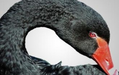 ΝΕΑ ΕΙΔΗΣΕΙΣ (Το φαινόμενο του «Μαύρου Κύκνου»)