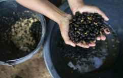 ΝΕΑ ΕΙΔΗΣΕΙΣ (Το «μυστικό» του ακριβότερου καφέ (ΦΩΤΟ))