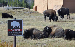 ΝΕΑ ΕΙΔΗΣΕΙΣ (Ο άνθρωπος εξαφάνισε τα μισά άγρια ζώα του πλανήτη)