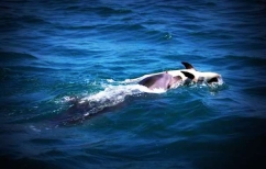 ΝΕΑ ΕΙΔΗΣΕΙΣ (Όταν ένα δελφίνι θρηνεί το νεκρό παιδί του (ΒΙΝΤΕΟ))