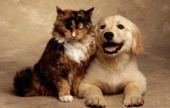 ΝΕΑ ΕΙΔΗΣΕΙΣ (Η αντίδραση μιας γάτας όταν γύρισε μετά από 10 ημέρες στο σπίτι ο σκύλος! (ΒΙΝΤΕΟ))