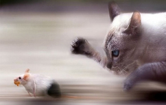 ΝΕΑ ΕΙΔΗΣΕΙΣ (Οι ξένοι θέλουν η γάτα να πιάνει τα ποντίκια. Τα πιάνει όμως;)