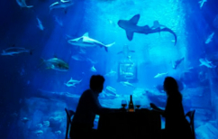 ΝΕΑ ΕΙΔΗΣΕΙΣ (Εσείς θα κοιμόσασταν παρέα με 35 καρχαρίες; (ΒΙΝΤΕΟ))