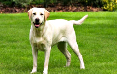 ΝΕΑ ΕΙΔΗΣΕΙΣ (Αυτός ο σκύλος είναι ο καλύτερος βοηθός που υπάρχει (ΒΙΝΤΕΟ))