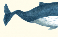 ΝΕΑ ΕΙΔΗΣΕΙΣ (To «Κήτος» ανάμεσά μας: Η Ούρσουλα Φωσκόλου κι ο Νίκος Φιλντίσης σε μια κουβέντα… λογοτεχνική)