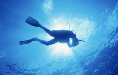 ΝΕΑ ΕΙΔΗΣΕΙΣ («Απογραφή» ιών της θάλασσας: 200.000 τα είδη αντί για 15.000 που ξέραμε)