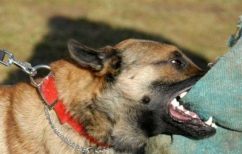 ΝΕΑ ΕΙΔΗΣΕΙΣ (Φθιώτιδα: Σκύλος δάγκωσε πυροσβέστη την ώρα που έσβηνε φωτιά)