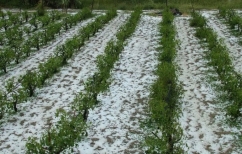 ΝΕΑ ΕΙΔΗΣΕΙΣ (Μεγάλες ζημιές από το χαλάζι στη Φθιώτιδα)