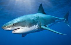 ΝΕΑ ΕΙΔΗΣΕΙΣ (Καρχαρίας 4 μέτρων πιάστηκε στον Αστακό Αιτωλοακαρνανίας)