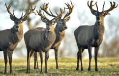 ΝΕΑ ΕΙΔΗΣΕΙΣ (Νορβηγία: 17 τάρανδοι παρασύρθηκαν από τρένο)