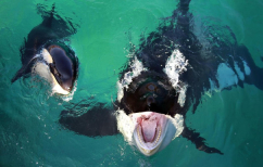 ΝΕΑ ΕΙΔΗΣΕΙΣ (Η Ουίκι είναι η πρώτη όρκα που «μιλάει» την ανθρώπινη γλώσσα [βίντεο])