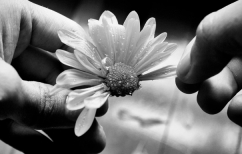 ΝΕΑ ΕΙΔΗΣΕΙΣ (Μαδώντας τη μαργαρίτα για τις εκλογές)