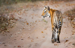 ΝΕΑ ΕΙΔΗΣΕΙΣ (SOS από WWF: Μέσα σε 40 χρόνια η Γη έχασε το 60% των άγριων ζώων)