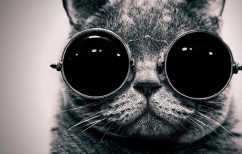 ΝΕΑ ΕΙΔΗΣΕΙΣ (Η γάτα του Σρέντινγκερ και οι εκλογές του Τσίπρα)